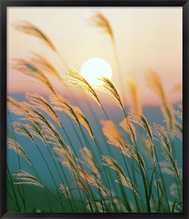 Framed Tall Grass with Sunset in Background, Silhouette Print