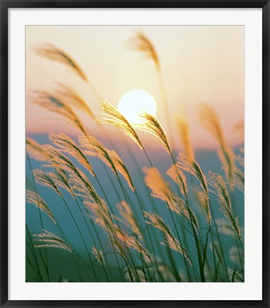 Framed Tall Grass with Sunset in Background, Silhouette Print