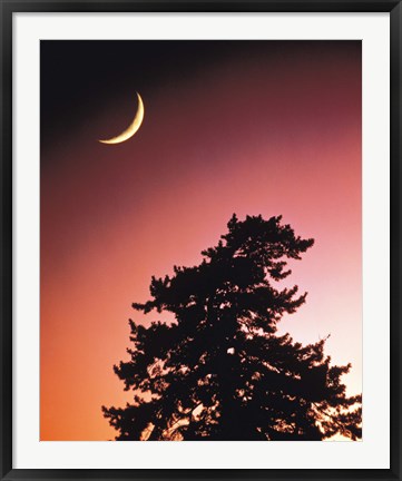 Framed Crescent Moon over Trees in Front Of Dark Red Sky Print