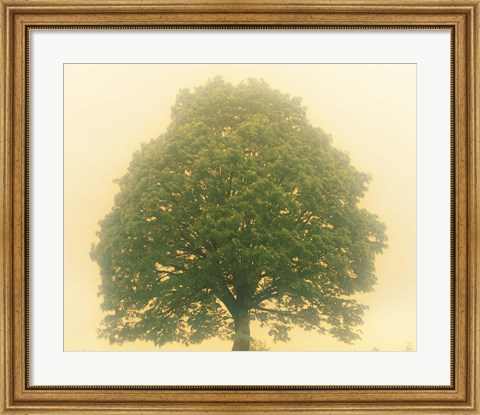 Framed Big Tree In Early Morning Mist Print