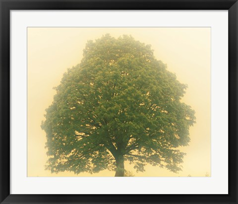 Framed Big Tree In Early Morning Mist Print