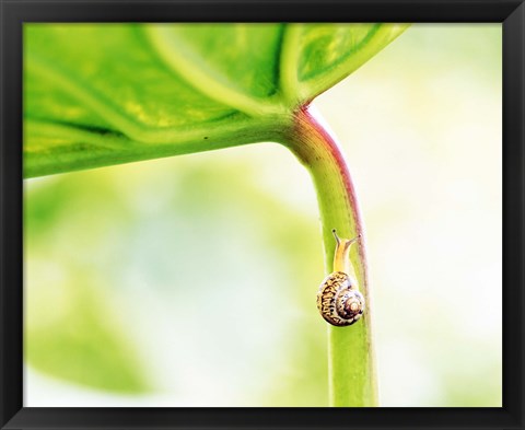 Framed Snail on Leaf Crawling Upward Print