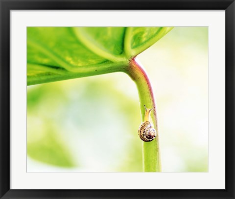 Framed Snail on Leaf Crawling Upward Print