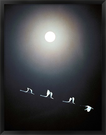 Framed Cranes Flying Across the Moon Print