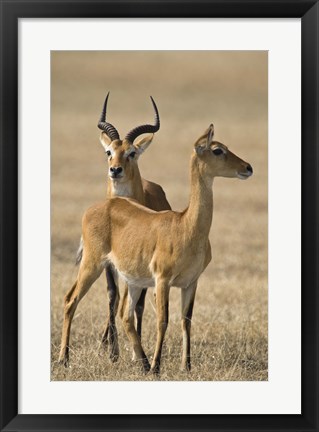 Framed Pair of Ugandan kobs (Kobus kob thomasi) mating behavior sequence, Queen Elizabeth National Park, Uganda Print