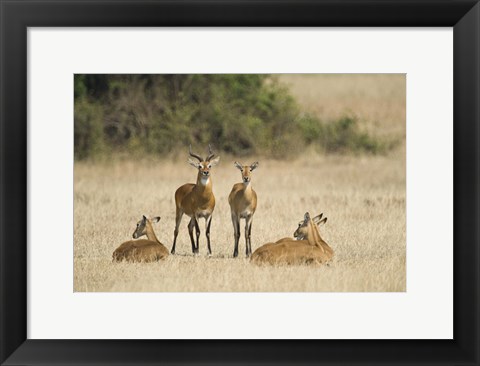 Framed Ugandan kobs (Kobus kob thomasi) mating behavior sequence, Queen Elizabeth National Park, Uganda Print