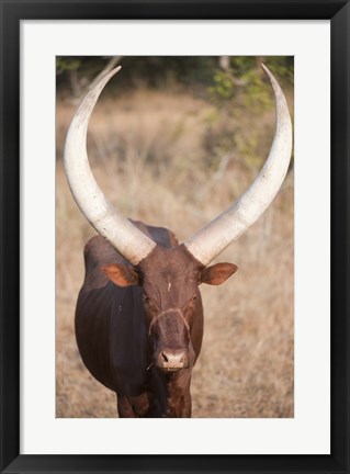 Framed Ankole-Watusi cattle standing in a field, Queen Elizabeth National Park, Uganda Print