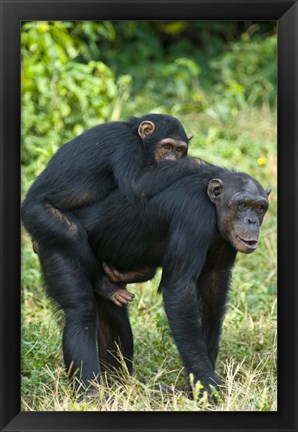 Framed Female chimpanzee (Pan troglodytes) carrying its young one on back, Kibale National Park, Uganda Print