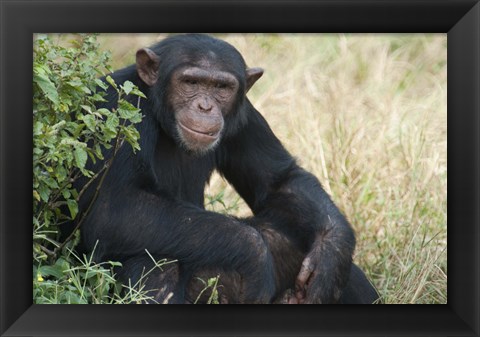 Framed Chimpanzee (Pan troglodytes) in a forest, Kibale National Park, Uganda Print