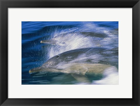 Framed Common dolphins breaching in the sea Print