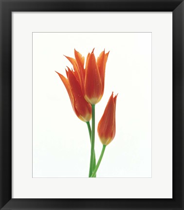 Framed Orange Flowers against White Background Print