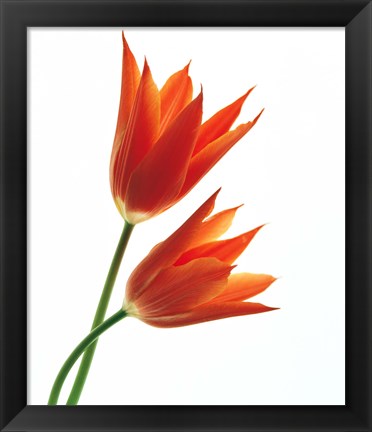 Framed Pair of Orange Flowers Print