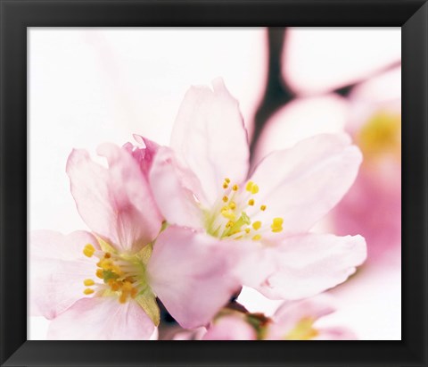 Framed Close up of cherry blossom Print