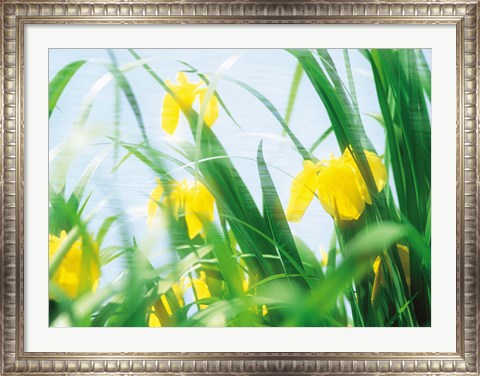 Framed Yellow flowers with grass an sky Print