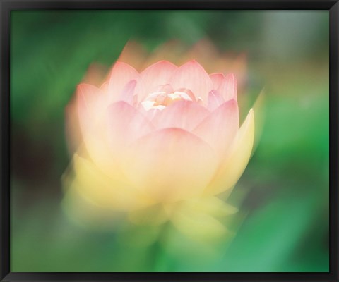 Framed Lotus, Blurred Motion Print