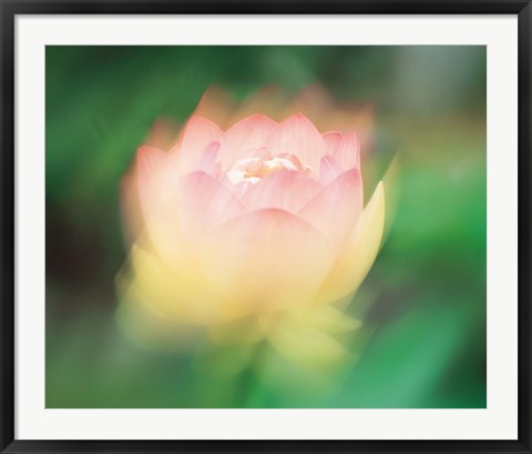 Framed Lotus, Blurred Motion Print