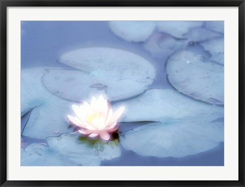 Framed Pink Flower in Pond, Lotus Print