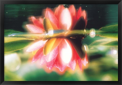 Framed Reflection of Flower in Pond, Lotus Print