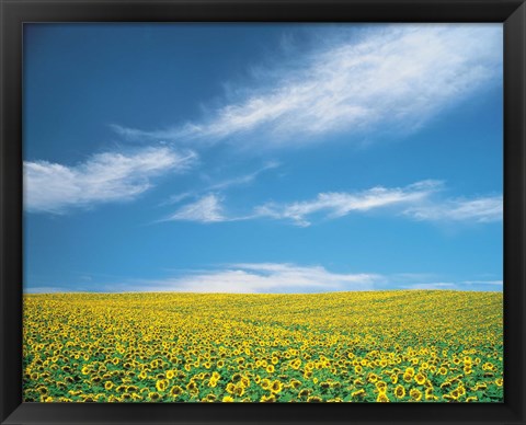 Framed Sunflowers in field Print