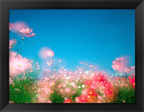 Framed Shiny pink flowers in bloom with blue sky Print