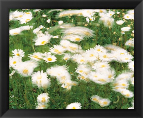 Framed Daisy flowers with blur motion Print