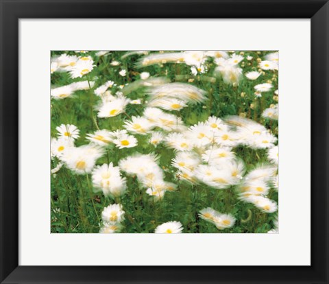 Framed Daisy flowers with blur motion Print