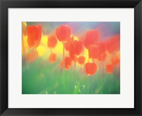 Framed Red Tulips Print