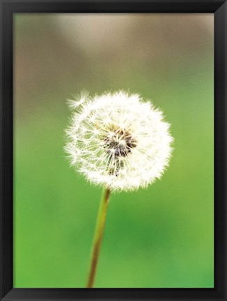 Framed Dandelion seeds, close-up view Print