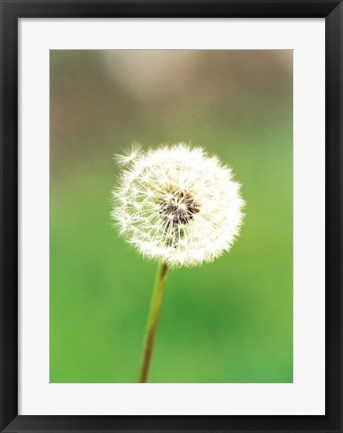 Framed Dandelion seeds, close-up view Print