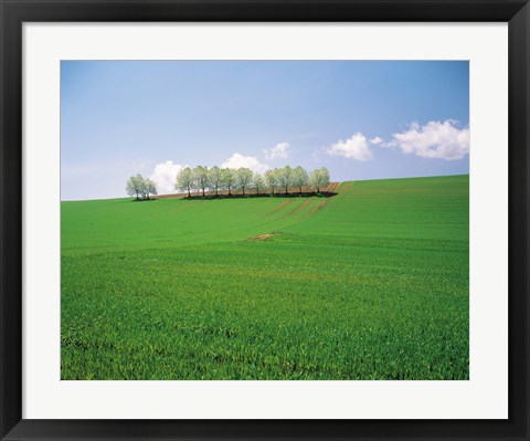 Framed Trees lined in crop field with sky and clouds in background Print