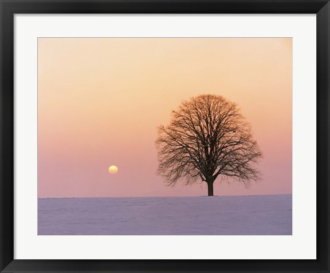 Framed Sunset view of single bare tree Print