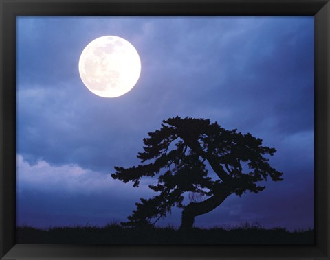 Framed Silhouetted tree with full moon in sky Print