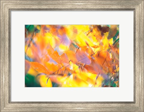 Framed Fallen Leaves on Ground with Backlit, Autumn Print