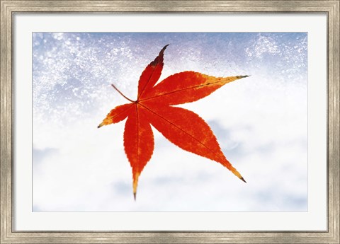 Framed Red Maple Leaf against White Background Print