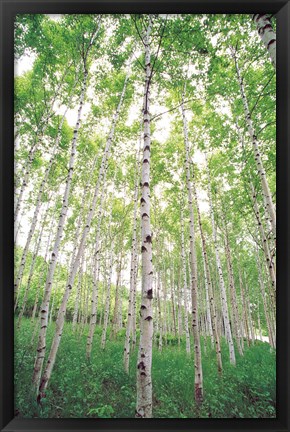 Framed Aspen Trees, View From Below (vertical) Print