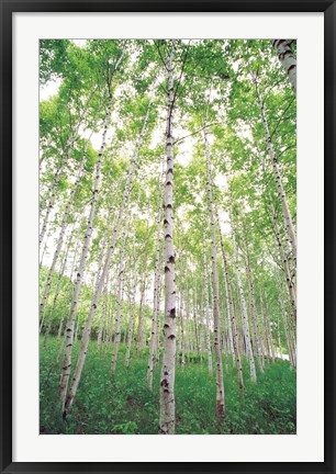 Framed Aspen Trees, View From Below (vertical) Print