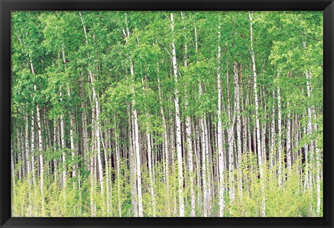 Framed Aspen Trees, View From Below (horizontal) Print