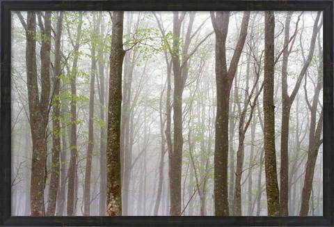 Framed Foggy Trees in Forest Print