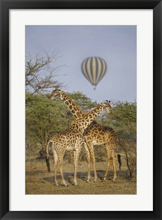 Framed Two Masai giraffes (Giraffa camelopardalis tippelskirchi) and a hot air balloon, Tanzania Print