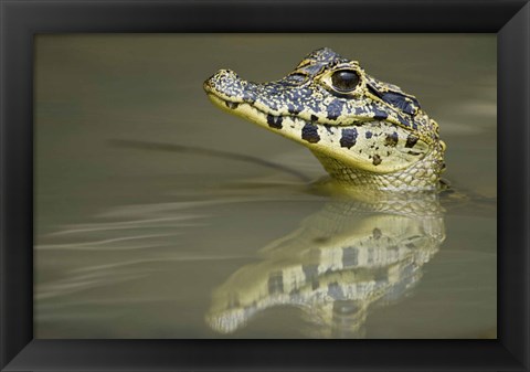 Framed Close-up of a caiman in lake, Pantanal Wetlands, Brazil Print