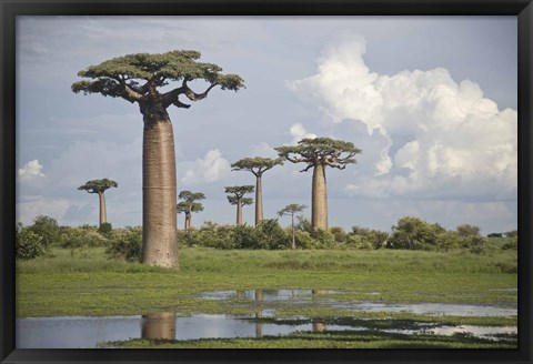 Framed Baobab trees (Adansonia digitata) at the Avenue of the Baobabs, Morondava, Madagascar Print