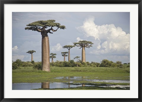 Framed Baobab trees (Adansonia digitata) at the Avenue of the Baobabs, Morondava, Madagascar Print