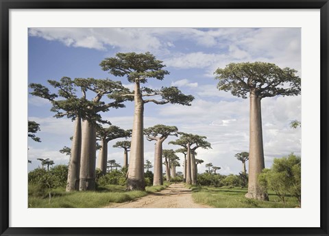 Framed Baobab Trees (Adansonia digitata) along a Dirt Road, Avenue of the Baobabs, Morondava, Madagascar Print