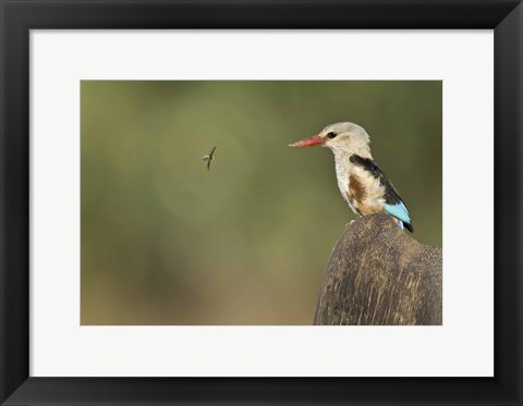 Framed Close-up of a Grey-Headed kingfisher (Halcyon leucocephala) and a bee, Kenya Print