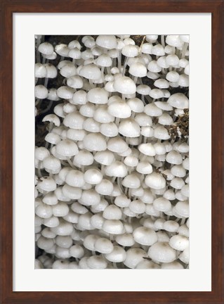 Framed Close-up of mushrooms, Madagascar Print