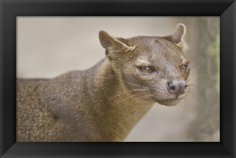 Framed Close-up of a fossa (Cryptoprocta ferox), Madagascar Print