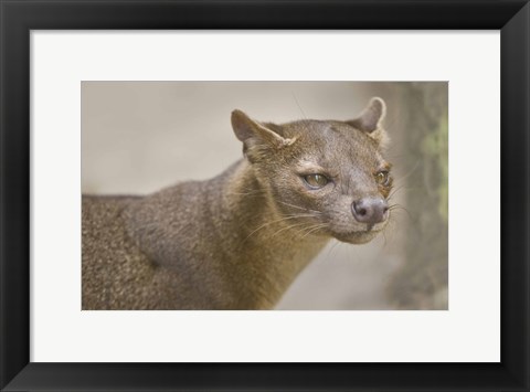 Framed Close-up of a fossa (Cryptoprocta ferox), Madagascar Print