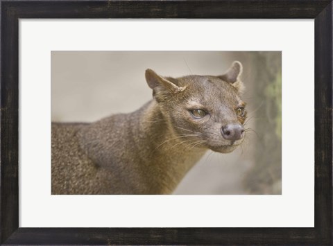 Framed Close-up of a fossa (Cryptoprocta ferox), Madagascar Print