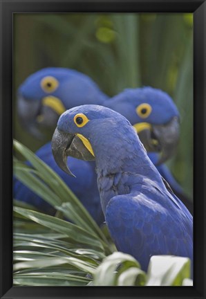 Framed Hyacinth macaws (Anodorhynchus hyacinthinus) perching on a branch, Brazil Print