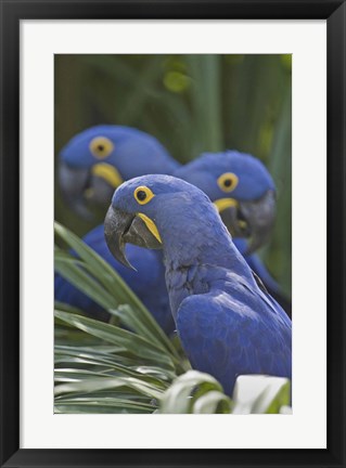 Framed Hyacinth macaws (Anodorhynchus hyacinthinus) perching on a branch, Brazil Print